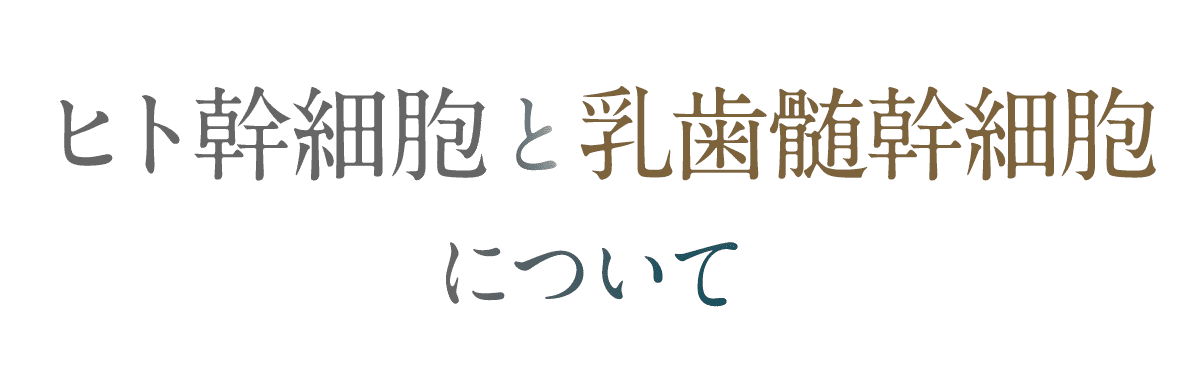 ヒト幹細胞と乳歯髄幹細胞について